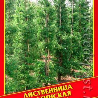 Лиственница Ольгинская, 10 шт.