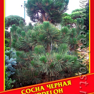 Сосна Черная «Jeddeloh», 5 шт.