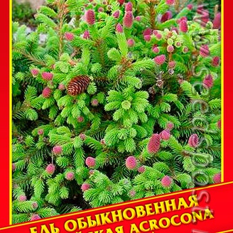 Ель Обыкновенная/Европейская «Acrocona», 10 шт.
