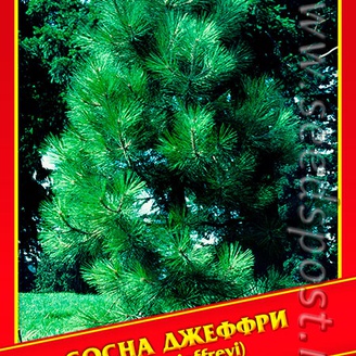 Сосна Джеффри, 2 шт.
