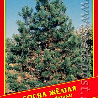 Сосна Желтая, 3 шт.