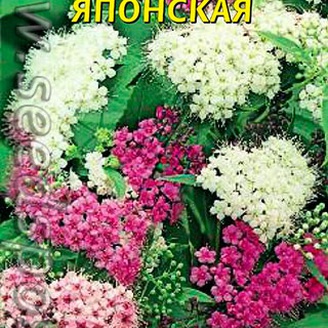Спирея Японская, 10 шт.