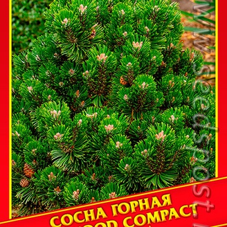 Сосна Горная «Sherwood Compact», 5 шт.