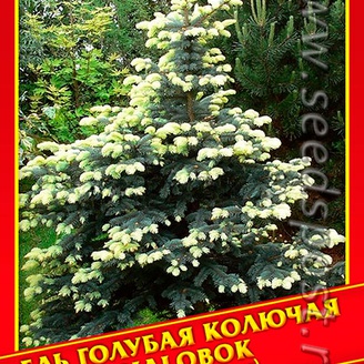 Ель Голубая/Колючая «Bialobok», 10 шт. 