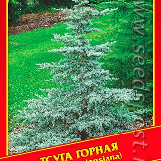 Тсуга Горная, 10 шт.