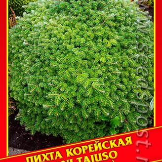 Пихта Корейская «Doni Tajuso», 5 шт.