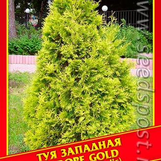 Туя Западная «Europe Gold», 0,3 г