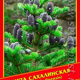 Пихта Сахалинская, 3 шт.