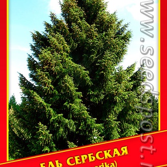 Ель Сербская, 10 шт.