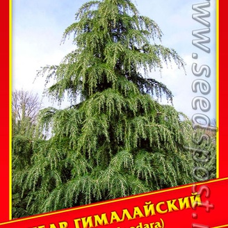 Кедр Гималайский , 5 шт.