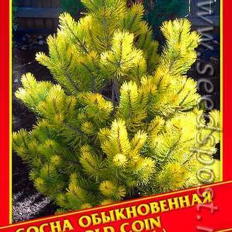 Сосна Обыкновенная «Gold Coin», 5 шт.