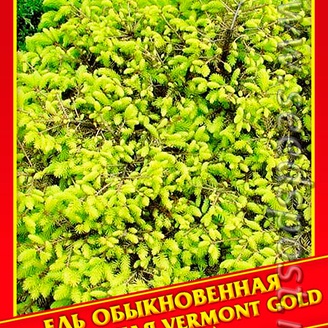 Ель Обыкновенная/Европейская «Vermont Gold», 10 шт.