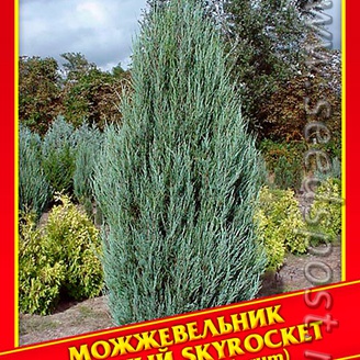 Можжевельник Скальный «Skyrocket», 5 шт.