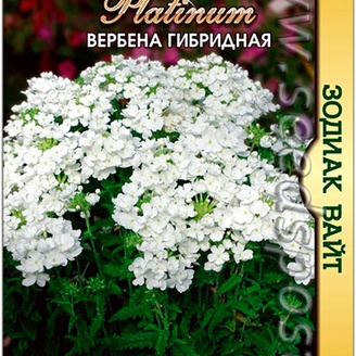 Вербена гибридная Зодиак Вайт, 15 шт. Platinum