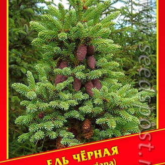 Ель Черная, 10 шт.