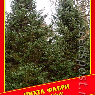 Пихта Фабри, 5 шт.