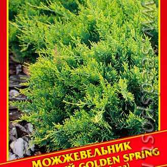 Можжевельник Виргинский «Golden Spring», 5 шт.