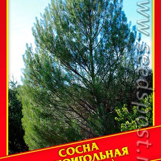 Сосна Мягкоигольная/Шиповатая, 3 шт.