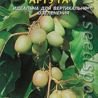 Актинидия Аргута, 10 шт.