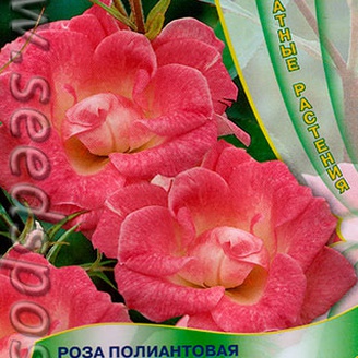 Роза полиантовая Ангельская роза, 5 шт.
