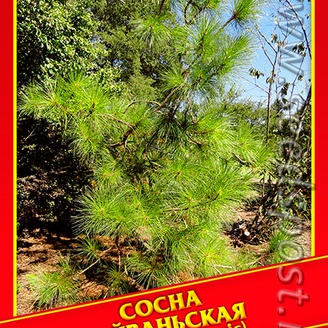 Сосна Тайваньская, 10 шт.