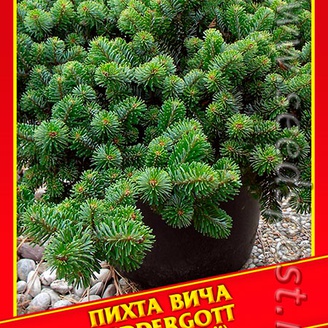 Пихта Вича «Heddergott», 3 шт.