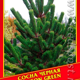 Сосна Черная «Oregon Green», 5 шт.