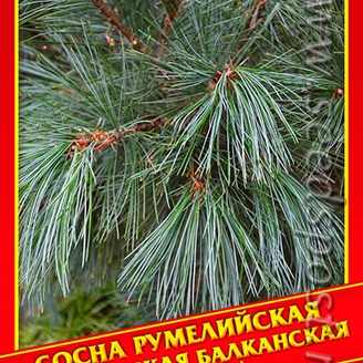 Сосна Румелийская/Македонская/Балканская, 5 шт.