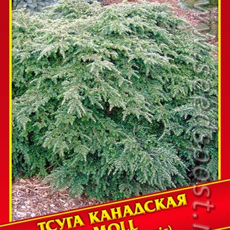 Тсуга Канадская «Moll», 5 шт.