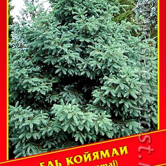 Ель Койямаи, 10 шт.