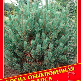 Сосна Обыкновенная «Glauca», 5 шт.