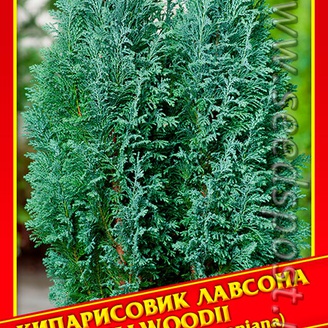 Кипарисовик Лавсона «Ellwoodii», 0,2 г