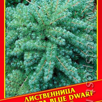 Лиственница Кэмпфера «Blue Dwarf», 10 шт.