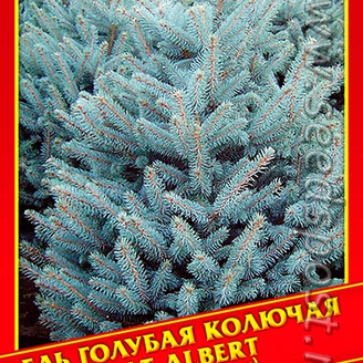 Ель Голубая/Колючая «Fat Albert», 10 шт.