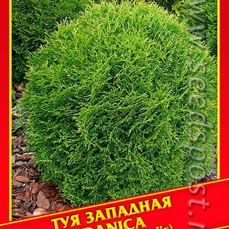 Туя Западная «Danica», 0,3 г