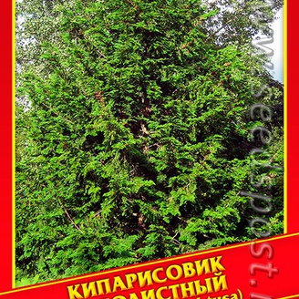 Кипарисовик Туполистный, 0,2 г
