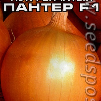 Лук репчатый Пантер F1, 1 г