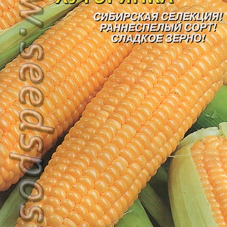 Кукуруза сахарная Хуторянка, 6 шт. (ПС)