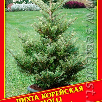 Пихта Корейская «Molli», 3 шт.