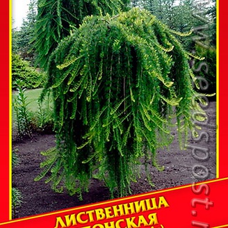 Лиственница Японская, 10 шт.