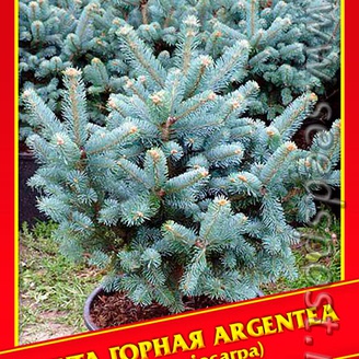 Пихта Горная «Argentea», 5 шт.