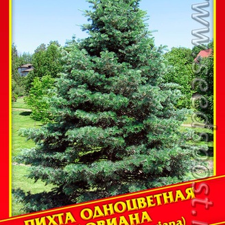Пихта Одноцветная Ловиана, 3 шт.