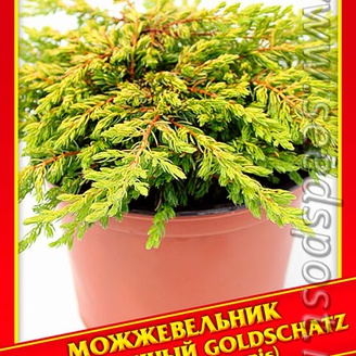 Можжевельник Обыкновенный «Goldschatz», 5 шт.