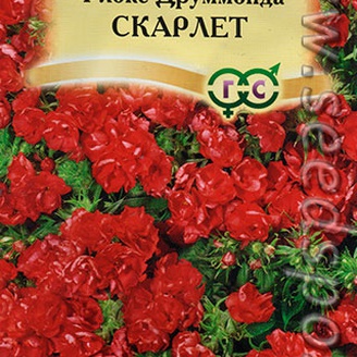 Флокс Друммонда Скарлет, 8 шт. Элитная клумба