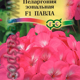 Пеларгония (герань) зональная Павла F1, 4 шт.