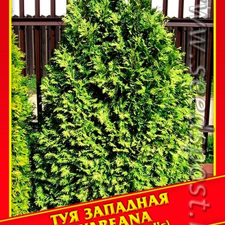 Туя Западная «Wareana», 0,3 г