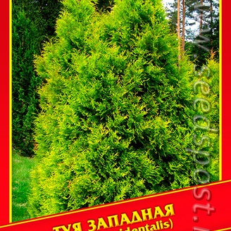 Туя Западная, 0,3 г
