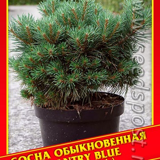 Сосна Обыкновенная «Chantry Blue», 5 шт.