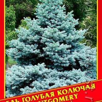 Ель Голубая/Колючая «Montgomery»,10 шт.