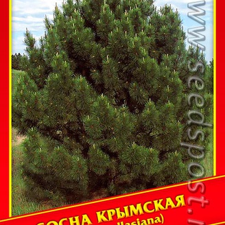 Сосна Крымская, 5 шт.